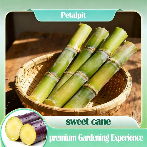 🌱 High-Yield Sugarcane Seeds - Easy to Survive & Grow. Perfect for Home Fruit Planting