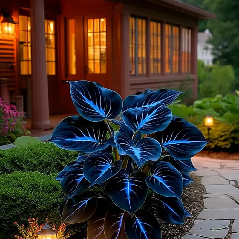 🌌Rare Midnight Hostas Seeds – Like Stars Sprinkled on Every Leaf