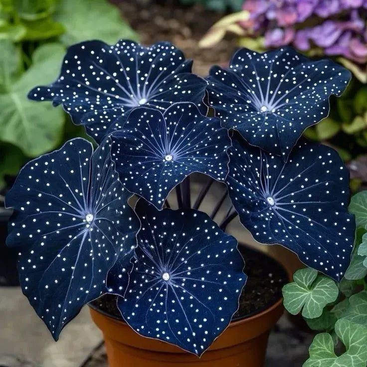 🎁Midnight blue Hosta-A Radiant Addition to Your Home! 🌟